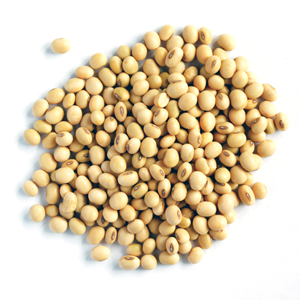Soya Bean
