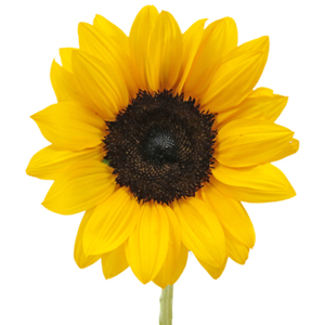 Sun Flower